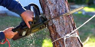 Best Palm Tree Trimming  in Greenacres, CA