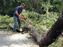 Best Tree Mulching  in Greenacres, CA