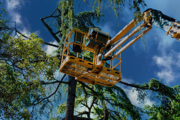 Best Leaf Removal  in Greenacres, CA