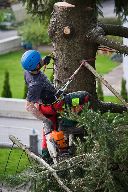 Best Tree Risk Assessment  in Greenacres, CA