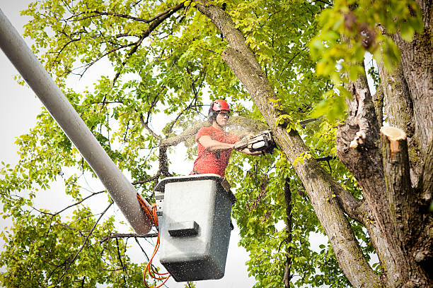 How Our Tree Care Process Works  in  Greenacres, CA